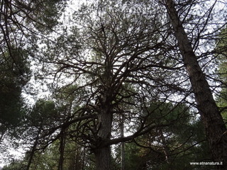 ppinazzu-25-10-2020 10
